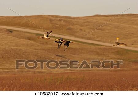 saskatchewan, winged, scenic, flight, teals, blue View Large Photo Image Stock Photo - saskatchewan, winged, scenic, flight, teals, blue. Fotosearch