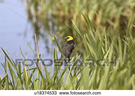 Stock Image - saskatchewan, yellowheaded, scenic, bulrushes, blackbird, male. Fotosearch