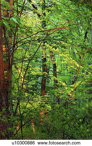 Stock Photograph - scene, tapestry, interior, forest, nature, natural. Fotosearch