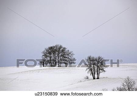 scene, two, saskatchewan, winter View Large Photo Image Stock Photo - scene, two, saskatchewan, winter. Fotosearch