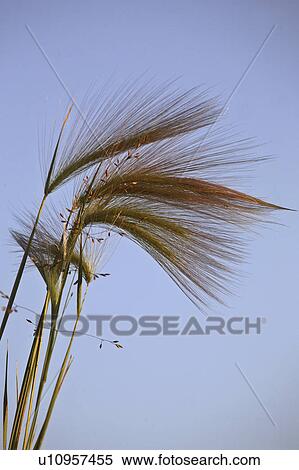 Stock Photography - scenic, barley, ditch, roadside, found, foxtail. Fotosearch