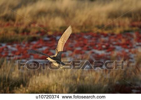 Picture - scenic, bittern, lake, chaplin, flight, american. Fotosearch