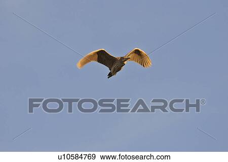scenic, bittern, lake, chaplin, flight, american View Large Photo Image Stock Photo - scenic, bittern, lake, chaplin, flight, american. Fotosearch