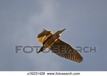 scenic, bittern, lake, chaplin, flight, american View Large Photo Image Stock Photo - scenic, bittern, lake, chaplin, flight, american. Fotosearch