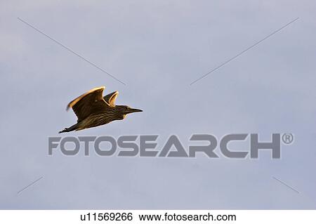 Stock Photograph - scenic, bittern, lake, chaplin, flight, american. Fotosearch