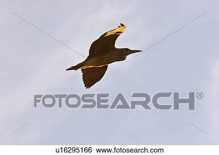 Stock Photograph - scenic, bittern, lake, chaplin, flight, american. Fotosearch