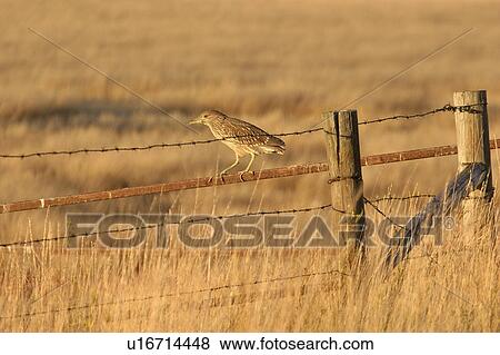 Stock Photo - scenic, bittern, lake, chaplin, railing, american. Fotosearch