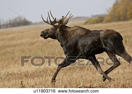 Stock Photograph - scenic, bull, griffin, photographed, moose, young. Fotosearch