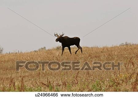 scenic, bull, griffin, photographed, moose, young View Large Photo Image Stock Photograph - scenic, bull, griffin, photographed, moose, young. Fotosearch
