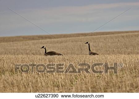 Stock Image - scenic, canada, field, stubble, geese, two. Fotosearch