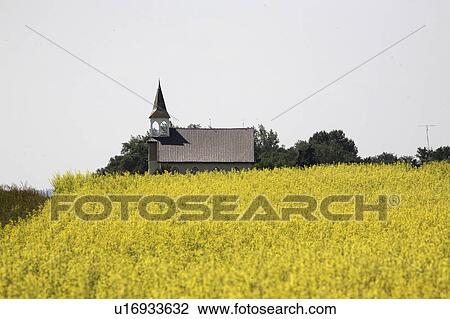 scenic, canola, church, country, crop, ripening View Large Photo Image Stock Image - scenic, canola, church, country, crop, ripening. Fotosearch