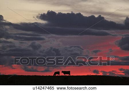 scenic, cattle, sunset, ridge, grazing, two View Large Photo Image Stock Photography - scenic, cattle, sunset, ridge, grazing, two. Fotosearch