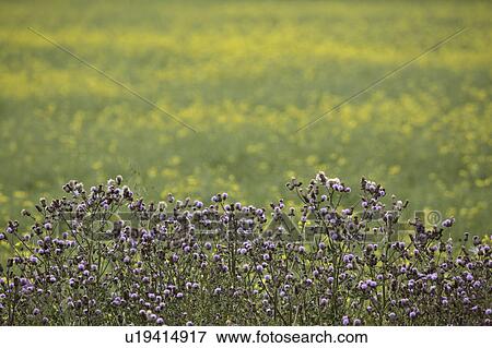 Stock Photo - scenic, colorful, road, country, thistles, bunch. Fotosearch
