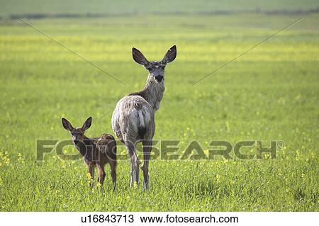 scenic, deer, field, fawn, doe, mule View Large Photo Image Stock Image - scenic, deer, field, fawn, doe, mule. Fotosearch