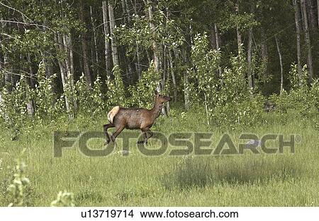 scenic, elk, edge, forests, running, female View Large Photo Image Picture - scenic, elk, edge, forests, running, female. Fotosearch