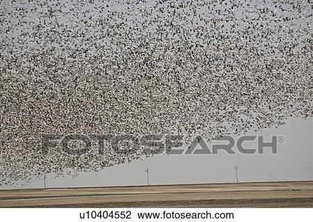 scenic, flock, flight, geese, snow, large View Large Photo Image Stock Image - scenic, flock, flight, geese, snow, large. Fotosearch