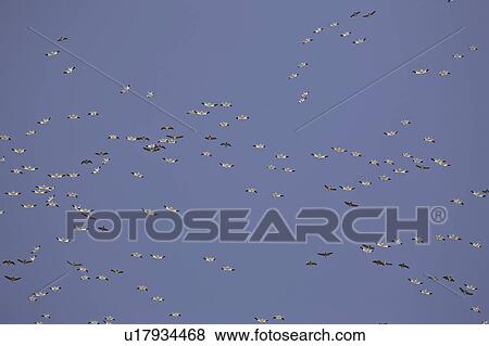 Stock Photo - scenic, flock, flight, geese, snow, large. Fotosearch