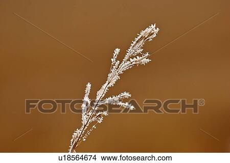 Picture - scenic, frost, plant, grass, dead, hoar. Fotosearch