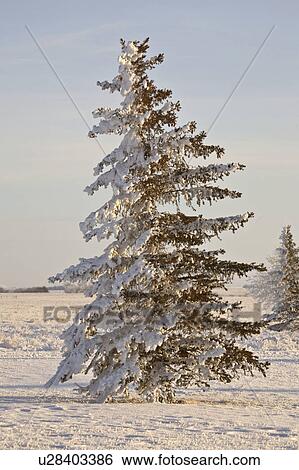 Stock Photograph - scenic, frost, tree, pine, covered, hoar. Fotosearch