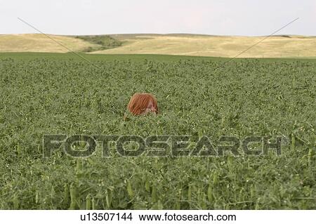 Picture - scenic, girl, peas, field, playing, young. Fotosearch