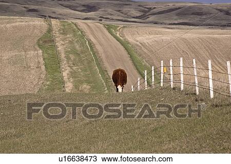 scenic, grazing, coteau, missouri, pasture, cow View Large Photo Image Stock Image - scenic, grazing, coteau, missouri, pasture, cow. Fotosearch
