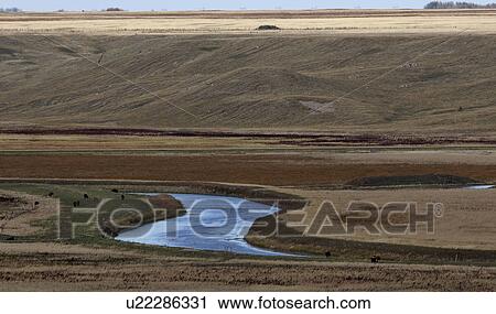Stock Image - scenic, grazing, river, appelle, qu, cattle. Fotosearch