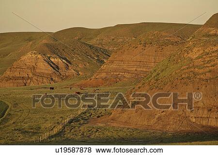scenic, grazing, valley, muddy, big, cattle View Large Photo Image Stock Photo - scenic, grazing, valley, muddy, big, cattle. Fotosearch