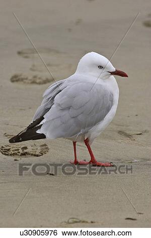 Stock Photograph - scenic, gull, island, south, beach, redbilled. Fotosearch