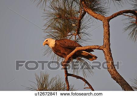 scenic, haliaeetus, usa, florida, eagle View Large Photo Image Stock Image - scenic, haliaeetus, usa, florida, eagle. Fotosearch