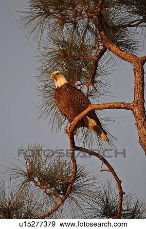 Stock Photo - scenic, haliaeetus, usa, florida, eagle. Fotosearch