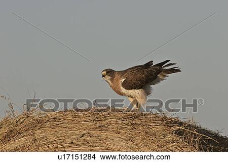 Picture - scenic, hawk, bale, hay, round, swainsons. Fotosearch