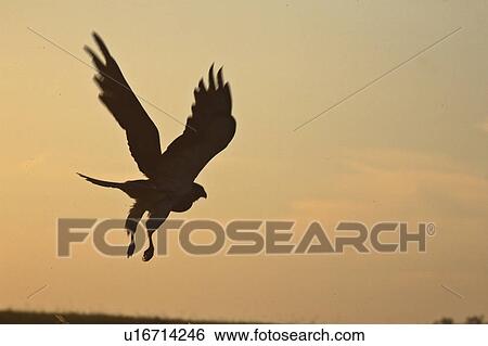 Stock Photograph - scenic, hawk, dusk, flight, taking, swainsons. Fotosearch