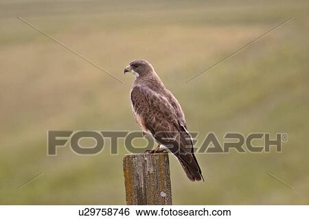 Stock Photograph - scenic, hawk, post, fence, perched, swainsons. Fotosearch