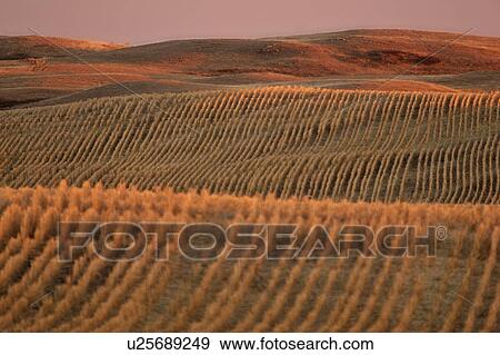 Stock Photo - scenic, light, field, stubble, sunrise, low. Fotosearch