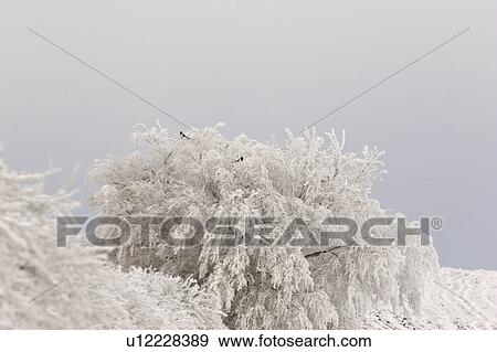 Stock Photo - scenic, magpies, tree, frostcovered, hoar, two. Fotosearch