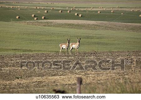 Stock Image - scenic, male, field, antelope, pronghorn, two. Fotosearch