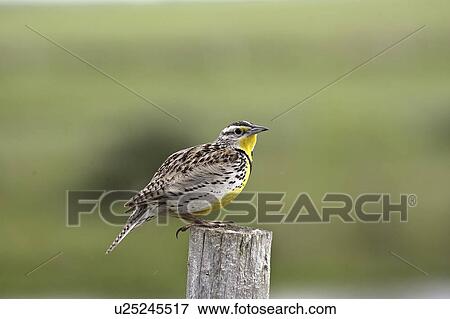 Stock Photo - scenic, meadowlark, post, fence, perched, western. Fotosearch