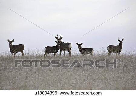 Stock Photograph - scenic, mule, field, snowcovered, deer, five. Fotosearch