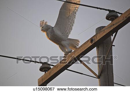 scenic, owl, pole, flight, taking, snowy View Large Photo Image Stock Photo - scenic, owl, pole, flight, taking, snowy. Fotosearch