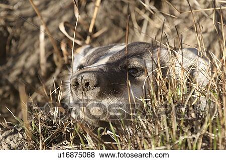 Stock Photo - scenic, peaking, hole, its, out, badger. Fotosearch