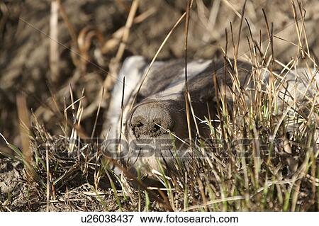 Stock Photo - scenic, peaking, hole, its, out, badger. Fotosearch
