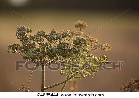 Picture - scenic, plant, hills, porcupine, found, unknown. Fotosearch