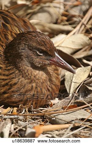 scenic, rain, island, stewart, forest, weka View Large Photo Image Stock Photo - scenic, rain, island, stewart, forest, weka. Fotosearch