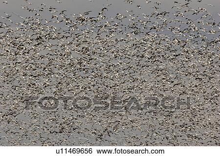 Stock Photograph - scenic, snow, lake, diefenbaker, geese, thousands. Fotosearch