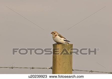 Stock Image - scenic, snow, post, fence, bunting, female. Fotosearch