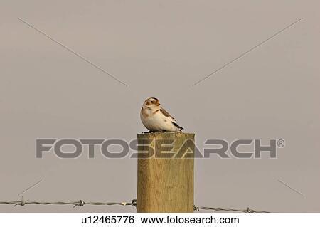 scenic, snow, post, fence, bunting, female View Large Photo Image Stock Photograph - scenic, snow, post, fence, bunting, female. Fotosearch