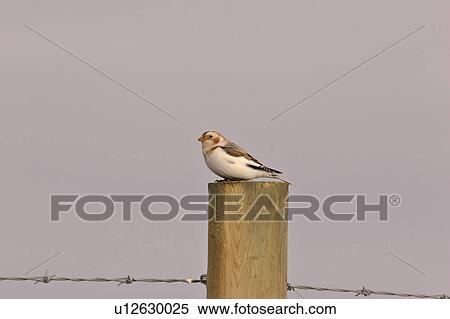 Stock Photography - scenic, snow, post, fence, bunting, female. Fotosearch