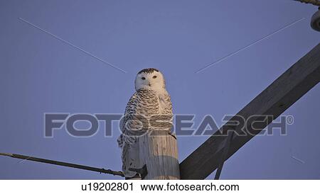 scenic, snowy, pole, telephone, owl, female View Large Photo Image Stock Image - scenic, snowy, pole, telephone, owl, female. Fotosearch