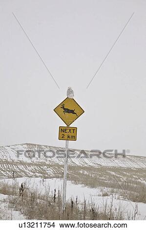 Picture - scenic, snowy, sign, deer, owl, female. Fotosearch