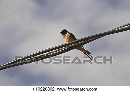 Stock Image - scenic, swallow, wires, overhead, perched, barn. Fotosearch